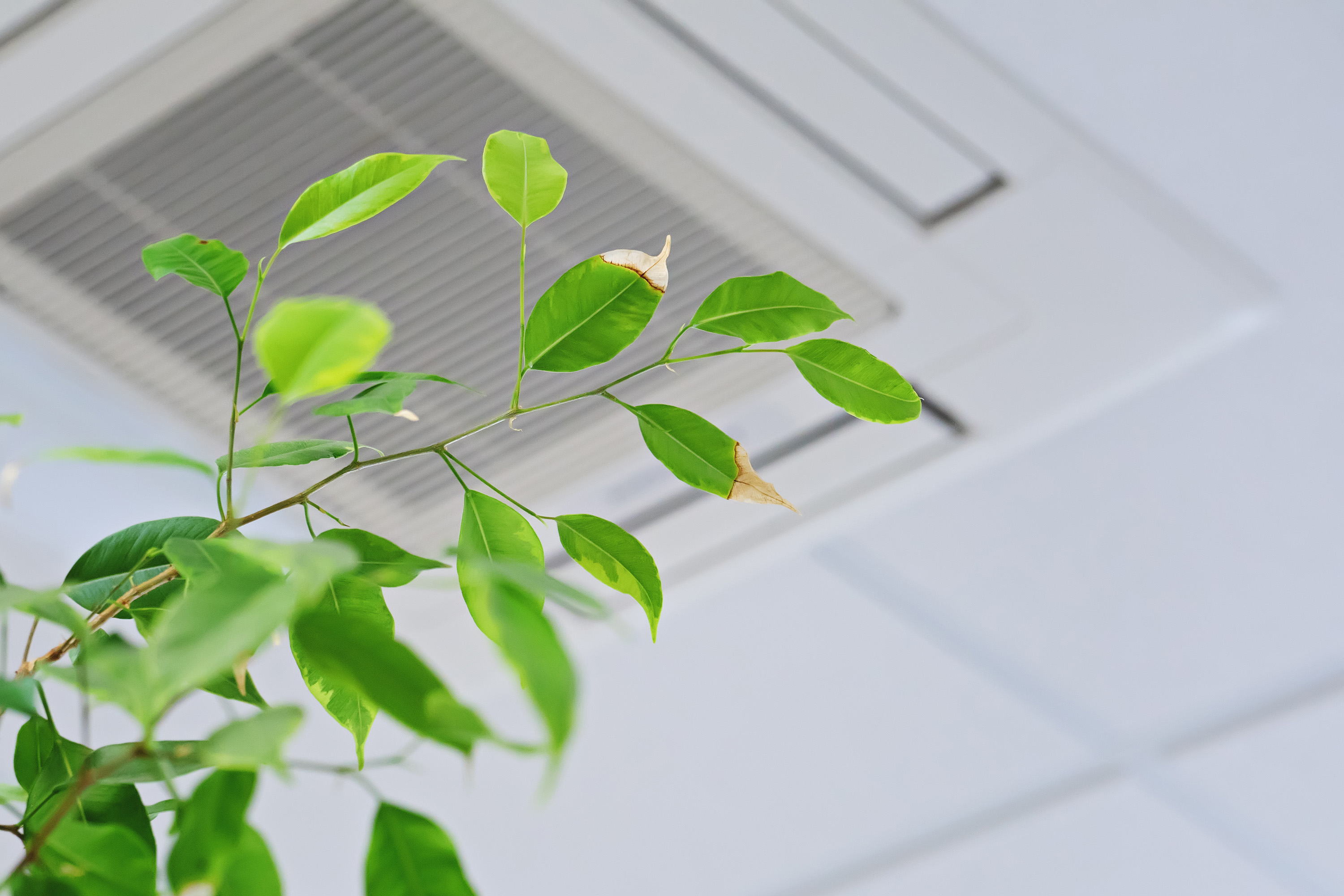 Grønn plante under et klimaanlegg.