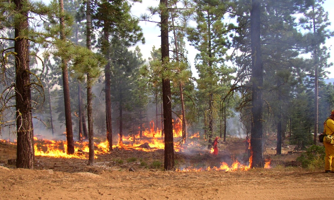 Fire between trees in a wood