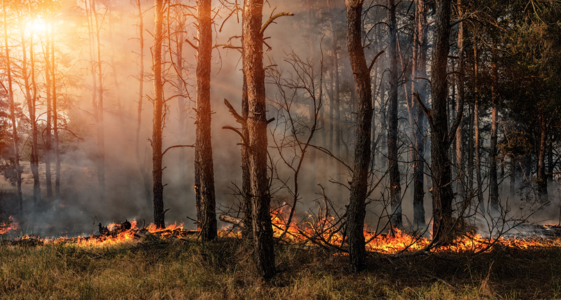 Forest fire and clouds of dark smoke in pine stands