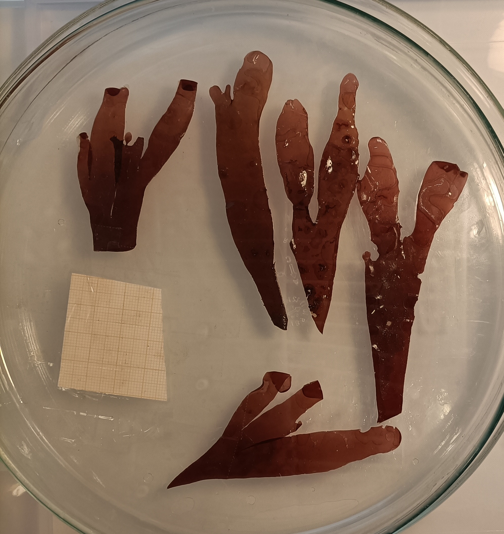 Palmaria palmata growth measurements in the lab.