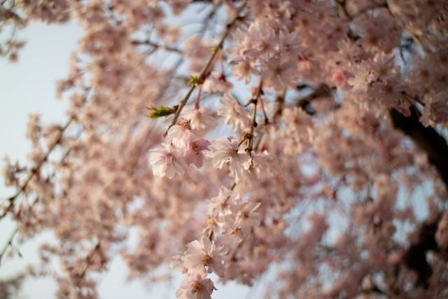 Nærbilde av kirsebærtre i blomstring i Kyoto, Japan. 